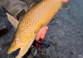 Guided river fishing trips