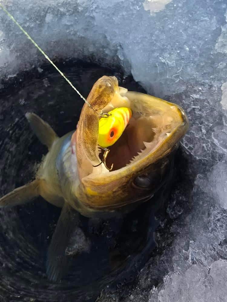 Custom painted rattle baits