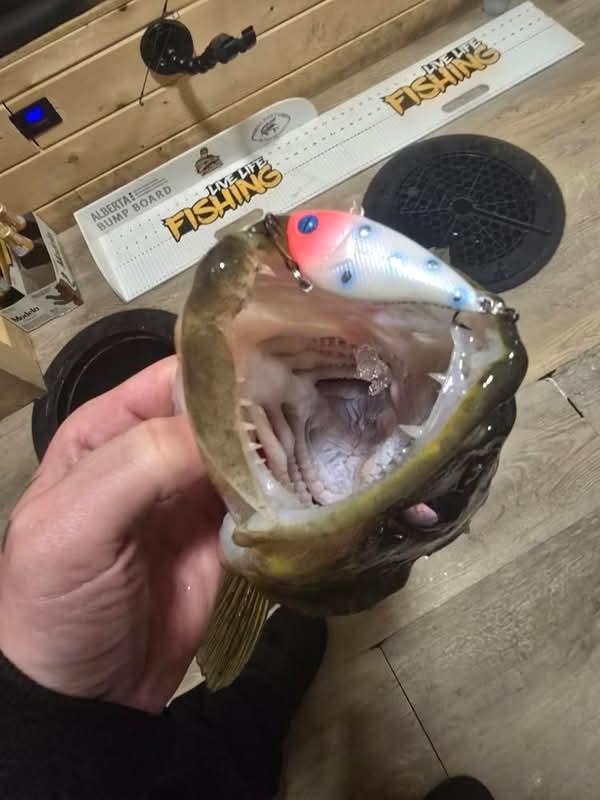 Custom painted rattle baits