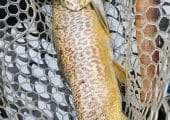 Brand New 9’6″ 6wt Fly Rod, Medium-Fast Action, 4-Piece